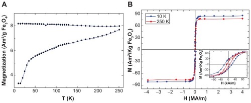 Figure 4 Magnetization data of PLL-coated Fe3O4 nanoparticles. (A) M(T) curves taken in zero-field and field-cooling modes using HFC = 7.97 kA/m. (B) M(H) magnetization curves at 10 K and 250 K.Note: The inset shows a magnification of the low-field M(H) curves to better see the coercivity of the MNPs.Abbreviations: MNPs, magnetic nanoparticles; PLL, poly-l-lysine.