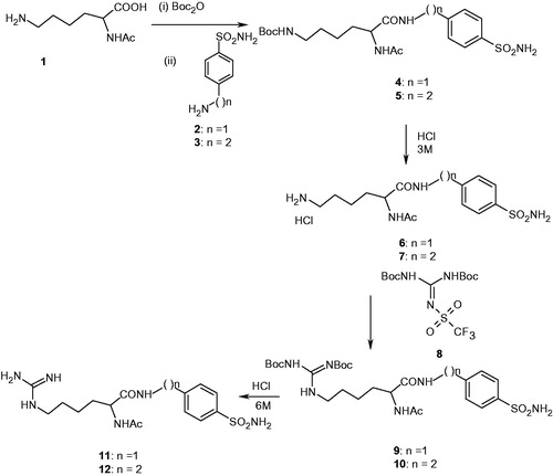 Scheme 1. Synthesis of N-α-acetyl-l-lysine sulfonamides 4–12.