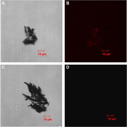 Figure 4 Bright-field fluorescence images of nanowires.Notes: (A) Bright-field image of nanowires treated with APTES and streptavidin-Cy3; (B) fluorescence image of (A); (C) bright-field image of nanowires without treating with APTES; (D) fluorescence image of (C) after treating with streptavidin-Cy3.Abbreviation: APTES, aminopropyltriethoxysilane.