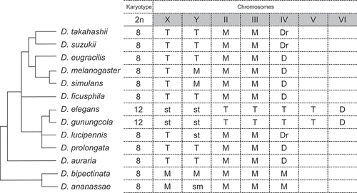 Figure 6.  Karyotype and chromosome types of the Drosophila melanogaster and related species groups. A phylogenetic tree with the karyotype and chromosome types [Citation1,Citation13,Citation35,Citation46]. Chromosome types are classified into metacentric (M), submetacentric (sm), subtelocentric (st), telocentric (T), dot (D), and rod-like dot (Dr). In , Muller’s elements A, B, C, D, E, and F correspond to the chromosomes X, 2L, 2R, 3L, 3R, and IV, respectively.