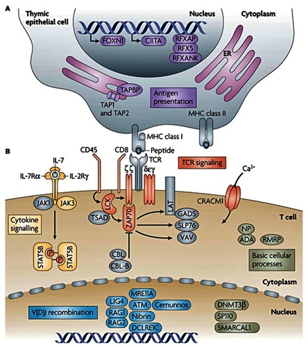 Figure 1 Genes with mutations that cause monogenic, severe T-cell immunodeficiency in humans can be intrinsic to the thymic epithelium or to T cells. (A) Genetic defects that are intrinsic to thymic epithelial cells ultimately affect the antigen-presentation pathway. (B) Genetic defects that are intrinsic to T cells include those that affect T-cell receptor (TCR) signaling, cytokine signaling, somatic recombination, or basic cellular processes. Other genes that are important to these pathways or processes, but have not been linked to severe T-cell deficiency in humans are shown in grey. Copyright © 2008. Nature Publishing Group. Adapted with permission from Liston A, Enders A, Siggs OM. Unravelling the association of partial T-cell immunodeficiency and immune dysregulation. Nat Rev Immunol. 2008;8:546.Citation80