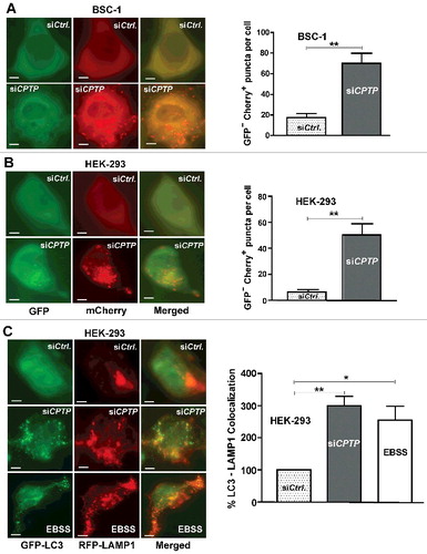 Figure 2. CPTP depletion induces autophagic flux. (A) BSC-1 and (B) HEK-293 cells were either transfected with dual-label pBABE-puro-mCherry-EGFP-LC3 plasmid containing either scrambled-shCPTP (control) or shCPTP. Quantification of autophagic puncta is depicted in adjacent graphs representing 3 independent experiments. (C) HEK-293 cells cotransfected with plasmid encoding GFP-LC3, RFP-LAMP1 and either scrambled-siCPTP (control) or siCPTP. Bottom row shows positive control for autophagy produced by starving cells for 2 h in EBSS medium before cotransfecting with a plasmid encoding GFP-LC3 and RFP-LAMP1. Bars: 10 µm. The merged imaging suggests colocalization of LC3 and LAMP1 with quantification shown in the adjacent panel. For quantification, 20 cells per group were analyzed in 3 independent experiments carried out in triplicate. Values are means ± s.e.m. *P < 0.05, **P < 0.01, ***P < 0.001 Student t test compared with controls.