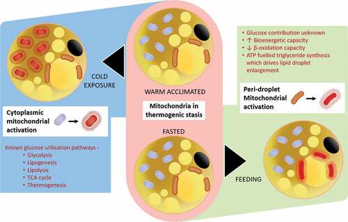 Figure 2. Summary of the potentially different responses between the peridroplet and cytoplasmic mitochondrial fractions within brown (and beige) fat to oxidative metabolism in response to diet or cold-exposure.