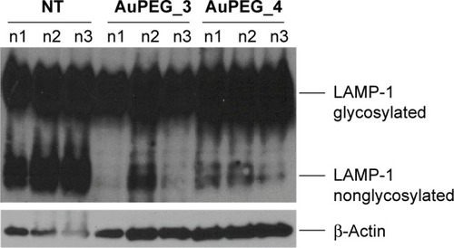 Figure 11 Expression of glycosylated/nonglycosylated LAMP-1 and β-Actin proteins in cell lysates of PANC-1 cells as untreated (NT) or exposed to AuPEG_3 and AuPEG_4 for 24 hours.Abbreviations: AuPEG, PEG-coated AuNPs; PEG, polyethylene glycol; AuNPs, gold nanoparticles.