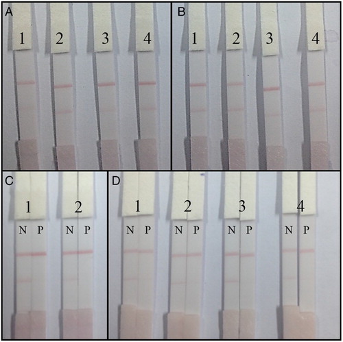 Figure 5. The optimization of the lateral-flow ICA strip. (A) Strip with coating antigen at 0.5 mg/ml: 1. GNP-labeled mAb concentration of 8 µg/ml (pH 8.0); 2. GNP-labeled mAb concentration of 10 µg/ml (pH 8.0); 3. GNP-labeled mAb concentration of 8 µg/ml (pH 9.0); 4. GNP-labeled mAb concentration of 10 µg/ml (pH 9.0); (B) strip with coating antigen at 1 mg/ml: (1) GNP-labeled mAb concentration of 8 µg/ml (pH 8.0); (2) GNP-labeled mAb concentration of 10 µg/ml (pH 8.0); (3) GNP-labeled mAb concentration of 8 µg/ml (pH 9.0); and (4) GNP-labeled mAb concentration of 10 µg/ml (pH 9.0); (C) Optimization of two different combinations: (1) coating antigen at 0.5 mg/ml with a GNP-labeled mAb concentration of 10 µg/ml (pH 8.0); (2) coating antigen at 1 mg/ml with a GNP-labeled mAb concentration of 8 µg/ml (pH 8.0); and (D) optimization of resuspension solution for sample pad in 0.01 M PBS with 0.2% Tween-20: (1) 1% PEG 20000; (2) 1% OVA; (3) 1% BSA; and (4) 1% skim milk powder (w/w). N, FA-negative sample (0 ng/ml); P, FA-positive sample (2.5 ng/ ml).