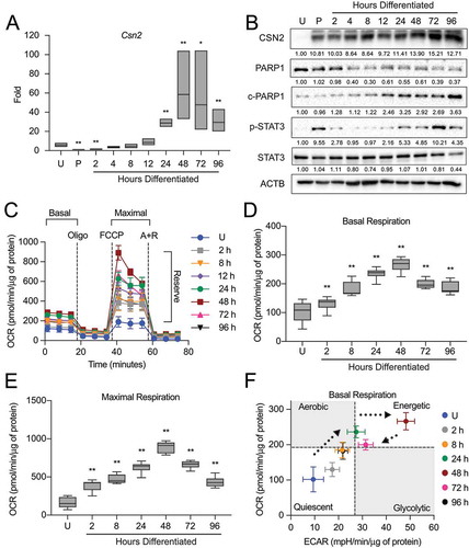 Figure 1. Functional differentiation of HC11 mouse mammary epithelial cells (MECs). (A) Differentiation-dependent expression of Csn2 in HC11 cells (n = 3). (B) Expression of differentiation and cell death markers during HC11 differentiation. Levels of PARP1, c-PARP1, p-STAT3, and STAT3 are indicated below each lane after normalization to ACTB. The undifferentiated sample was set to 1.00, and all other time points are presented relative to 1.00. (C) Seahorse Extracellular Flux oxygen consumption rates (OCRs) in differentiating HC11 cells. (D) Basal OCRs and (E) maximal OCRs show progressive metabolic transition that regresses at 72 h and 96 h. (F) Energy phenotype comparison of OCRs and extracellular acidification rates (ECARs) in differentiating HC11 cells further demonstrating a dynamic metabolic transition. (n = 4, ≥9 replicates per experiment) U: undifferentiated; P: 24 h primed; h: hours differentiated; oligo: oligomycin; A + R: antimycin a + rotenone. Data are presented as mean ± standard deviation. Box and whisker plots are presented from the 25th to 75th percentile, with the line at the median and the whiskers extending to the minimum and maximum values. Statistical significance was evaluated with multiple student t-tests relative to the undifferentiated time point (U). *p < 0.05, **p < 0.01