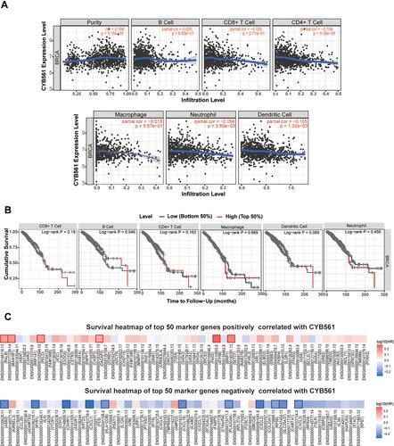 Figure 6 Correlation analyses between CYB561 expression and six types of infiltrating immune cells and top 50 positively and negatively correlated marker genes in BRCA. (A) Correlation between CYB561 expression and six immune infiltrating cells obtained from TIMER (purity-corrected Spearman test). (B) Overall survival curve of each of the six immune infiltrating cells generated by TIMER’s Kaplan–Meier estimator. Survival differences are compared between patients with high and low infiltrating of each kind of immune cells (grouped by median). (C) Survival heatmaps of the top 50 genes positively and negatively correlated with CYB561 in BRCA. The red and blue blocks indicate higher and lower risks, respectively. Boxed rectangles indicate significant unfavorable and favorable results in prognostic analyses (p < 0.05).