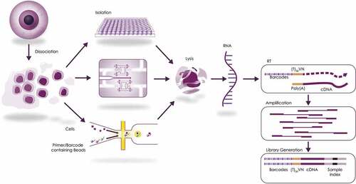 Figure 1. Schematic presentation of single-cell capture, lysis, RNA/cDNA preparation and amplification, and library generation.