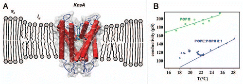 Figure 1 (A) Scheme of a KcsA molecule in the lipid bilayer at the phase transition region. The channel is confined in the liquid disordered (ld) domains and mainly excluded from the solid ordered (so) ones.Citation14 (B) By decreasing the temperature the single channel conductance initially decreases and, in the case of a POPE:POPG 3:1 bilayer, at a temperature of about 22°C a trend inversion is observed. The trend inversion occurs at the temperature when the phase transition of the bilayer is supposed to start. For a POPG bilayer, for which no phase transition is expected in the observed temperature range, a monotonic behavior is observed for the single channel conductance.