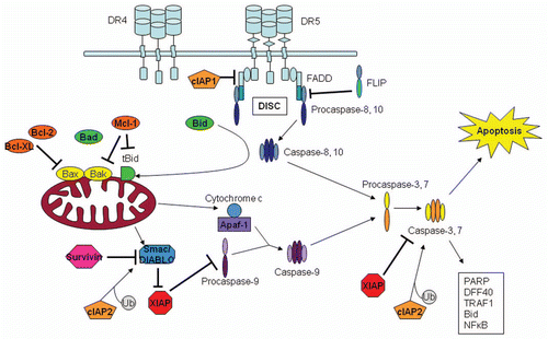 Figure 2 The death receptor induced extrinsic and intrinsic apoptotic pathways. Each pathway begins with caspase-8 activation. Extrinsic pathway proceeds with the direct activation of caspase-3 by activated caspase-8. Intrinsic or mitochondrial pathway activation involves the cleavage of Bid to activate Bcl-2 family members to depolarize the mitochondrial membrane and release cytochrome c and Smac/DIABLO into the cytosol. Once released these molecules interact with Apaf-1 to activate caspase-9, which activates effector caspase-3. In some cells, the extrinsic pathway is reported to be sufficient for TRAIL-induced apoptosis, while in other cells both pathways are activated. Chemotherapy drugs may increase activation of the intrinsic pathway to enhance TRAIL receptor targeted therapies.