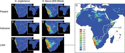 Figure 7. Ecological niche models (ENMs) for Senecio englerianus (A–C) and Southwest African S. flavus (D–G) in Namibia and adjacent regions at the present (1950–2000), the mid-Holocene Climate Optimum (HCO, ca. 6 kyr ago), and the Last Glacial Maximum (LGM, ca. 22 kyr ago). For each time period, potential distributions are also shown at the continental scale (see inserts A–E, and enlarged figure G for S. flavus at the LGM). ENMs were generated in MAXENT on the basis of 11 current bioclimatic variables and a total of 66 specimen records (S. englerianus: N = 30; S. flavus: N = 33; see text for details). Predicted distribution probabilities (ranging from zero to one) are shown in each 2.5 arc-minute pixel. In G, the white-dashed lines delimit the African Dry Corridor (ADC) during arid periods of the Pleistocene according to Neumann and Scott (Citation2018). LVR, Lake Victoria Region. See Figure S3 for corresponding ENMs of S. flavus based on all 150 locality records from across the range of the species.