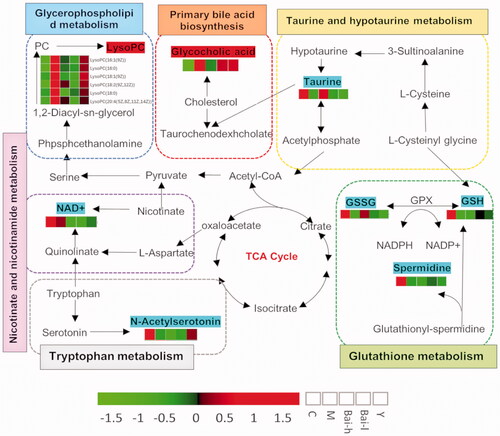 Figure 5. Network of the identified key biomarkers, pathways and the main target of baicalin action according to the KEGG pathway database. The metabolites coloured blue or red represent decreasing or increasing levels, respectively, in the M group compared with the C group.