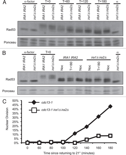 Figure 3 IRA deletion strains dephosphorylate Rad53 under conditions that delay checkpoint recovery. Cultures were synchronized with α-factor in YPD pH 3.9, raised to 32° for 75 minutes, and α-factor was removed by washing cells with 32° YPD pH 6.2. Cultures were held at 32° for four hours, then returned to 21°. Protein samples were harvested by TCA precipitation and analyzed by western analysis for Rad53 phosphorylation (A) and cells were fixed and analyzed for nuclear division after 0–180 minutes of recovery (C). In (B), samples were run adjacent to extracts from cultures treated with 10 µg/mL nocodazole for 4 hours at 21°. >90% of cells were large-budded at the time of harvest.