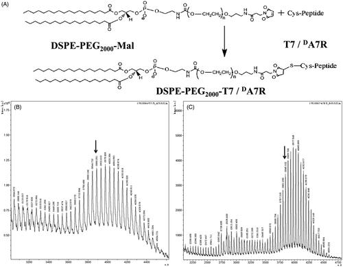 Figure 1. Principle of the synthesis of DSPE-PEG2000-T7/dA7R (A). MALDI-TOF mass spectra of DSPE-PEG2000-T7 (B) and DSPE-PEG2000-dA7R (C).