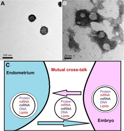 Figure 1 Embryo-derived exosomes as seen by transmission electron microscope.
