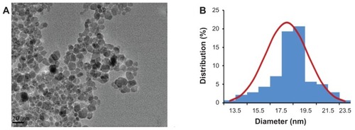 Figure 1 (A) Image of oleic acid-Pluronic-modified iron oxide nanoparticles (Fe3O4-MNP) under transmission electronic microscopy. (B) Size distribution histogram of Fe3O4-MNP.Abbreviation: Fe3O4-MNP, magnetic nanoparticles of Fe3O4.