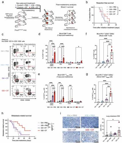 Figure 5. Neoadjuvant ICB combined with Treg-depletion induces durable systemic T cell activation and extends metastasis-related survival.