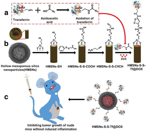 Figure 7. (a, b) Fabrication of redox-trigged HMSNs by using a disulfide bond as the intermediate linker. (c) Illustration of the intracellular redox-trigged HMSNs for targeted tumor therapy in vitro and in vivo. Reproduced with permission from Ref. [Citation110]. Copyright Ivyspring International Publisher.