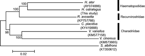 Figure 1. A phylogenetic tree of six species of family Haematopodidae, Recurvirostridae, and Charadriidae based on the concatenated nucleotide sequences of 13 protein-coding genes. Bootstrap replicates were performed 1000 times. Numbers on nodes indicate the bootstrap value.