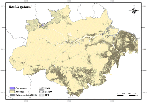 Figure 28. Occurrence area and records of Bachia pyburni in the Brazilian Amazonia, showing the overlap with protected and deforested areas.