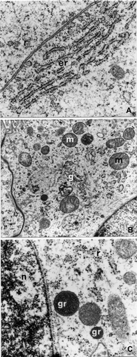 Figure 2. E. plorans stage 4, phase c: epithelial cells. A, Flattened cisternae of granular endoplasmic reticulum in parallel (er; 28,500×). B, Golgi apparatus (g) localized near the nucleus (15,500×). C, Electron dense granules (gr) near the nucleus (n; 39,000×). Abbreviations: m, mitochondria; r, free ribosomes.