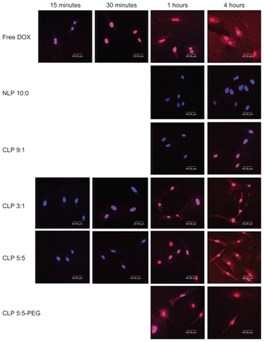 Figure 3 Confocal micrographs showing the intracellular uptake of liposomes by rat aortic endothelial cells (RAECs). RAECs were incubated with different doxorubicin (DOX)-loaded liposomes, or free DOX as a control, for 15 and 30 minutes and 1 and 4 hours. The nuclei were stained by diaminophenylindole (shown in blue), and DOX (shown in red) is intrinsically fluorescent.Abbreviations: CLP, cationic liposome; NLP, neutral liposome; PEG, polyethylene glycol.