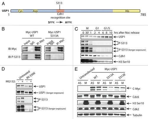 Figure 3 Cdk-dependent phosphorylation of USP1 on S313. (A) Schematic diagram of USP1 catalytic domains, Cdh1 recognition region and putative Cdk phosphorylation site S313 on human USP1. (B) U2OS cells were transfected with Myc-USP1 WT or Myc-USP1 S313A using Fugene6 transfection reagent (Roche Applied Science). Samples were lysed and immunoprecipitated with anti-Myc antibody (Santa Cruz) and protein gel blot was performed using anti-Myc and P-S313 USP1 antibodies (Thermo Scientific). Lysing, immunoprecipitation and washing buffers were done using the low IPB buffer [25 mM Tris, pH 7.5, 150 mM NaCl, 2 mM EDTA and 0.5% NP-40 with protease inhibitor cocktail (Roche)]. (C) U2OS cells were synchronized in M phase by incubating cells with Nocodazole (0.1 µg/ml) for 12–16 h. After 12-16 h, mitotic cells were shaken off and collected and washed twice with 1x PBS, then plated with fresh media and collected for the indicated time points. Samples were analyzed by protein gel blot and probe with the indicated antibodies: P-S313 USP1 antibody (Thermo Scientific), H3 Ser10 (Millipore) and others described above. (D) U2OS cells synchronized in M phase, as in (C), and were treated (or left untreated) with Cdk1 inhibitor RO-3306 (Calbiochem) (10 uM) in the presence or absence of MG132 (10 uM). Samples were analyzed by protein gel blot using the indicated antibodies. (E) U2OS cells were transfected as in (C), with Myc-USP1 WT, S313A or S313E, then cells were split, left unsynchronized (AS) or synchronized in mitosis (M). Samples were analyzed by protein gel blot and probe with the indicated antibodies.