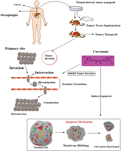 Figure 2. Schematic effects of curcumin on esophagus cancer in a xenograft model.