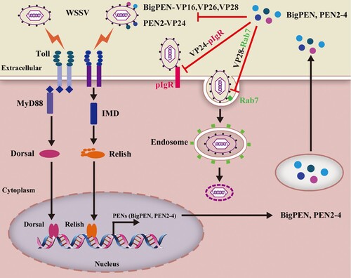 Figure 11. Model for penaeidins-mediated antiviral mechanisms against WSSV. Infection of host cells by WSSV results in activation of two NF-κB signalling pathways, which trigger the synthesis and secretion of penaeidins, including BigPEN, PEN2, PEN3, and PEN4. These secreted penaeidins restrict WSSV infection by interacting with the virion particles and antagonizing viral envelope proteins, which results in the blockade of multiple viral infection processes. In particular, PEN2 interferes with the receptor-binding protein VP24 to bind the host receptor LvpIgR, blocking viral entry into the target cells. In addition, BigPEN interferes with VP28-LvRab7 interaction, disrupting WSSV endocytosis.