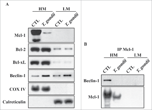 Figure 6. Mcl−1 interacted with Beclin-1 in the mitochondria. (A) hUC-MSCs were infected with T. gondii at an MOI of 5 for 24 h, and the cells were fractionated into the HM (containing mitochondria) and the LM (containing ER). Fractions were analyzed for the expression of Mcl−1, Bcl−2, Bcl−xL, Beclin-1, COX IV (a hallmark of mitochondria) and Calreticulin (a hallmark of ER). (B) Mcl−1 was immunoprecipitated from the HM and LM, and the expression of Mcl−1 and Beclin-1 were analyzed by western blotting. All data shown are representative of 3 independent experiments with similar results.