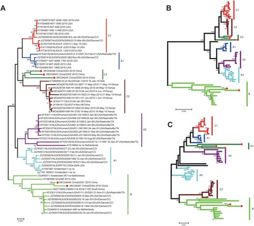 Figure 4. Phylogenetic analysis based on complete genome, S and ORF1ab genes of HCoV-NL63. All available HCoV-NL63 complete genomes (53 strains) from GenBank were collected and used for the evolutional analysis using MEGA 7.0 with 1000 bootstrap replications, Bootstrap values greater than 60% were considered statistically significant for grouping. (A). Five complete genomes derived from this study were in red. Nucleotide sequence alignments were created using MAFFT. Corresponding spike (B) and orf1ab (C) genes were used for the genotype identification.