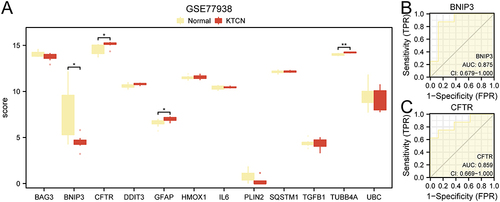 Figure 9 Expression validation of hub genes in the GSE77938 dataset. (A) Grouping comparison plot of hub genes under KTCN grouping and normal grouping in the GSE77938 dataset. (B) ROC curve of BNIP3. (C) ROC curve of CFTR. * P < 0.05; ** P < 0.01.