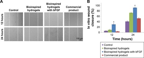 Figure 5 The in vitro scratch assays of L929 dermal fibroblast cells treated with control, bioinspired hydrogels with and without bFGF, and commercial product.Notes: The images (A) and the analyzed results (B) showed the extent of wound closure in scratch assays after 12 and 24 hours for different groups. Error bars indicate SD. Significant differences between samples means are indicated; *P<0.05.Abbreviation: bFGF, basic fibroblast growth factor.