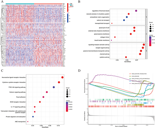 Figure 3 Function of HIF-2α. (A) DEGs between high and low HIF-2α expression groups. (B) GO and KEGG (C) analyses of DEGs based on HIF-2α expression. (D) GSEA analyses to explore the potential regulatory mechanisms.