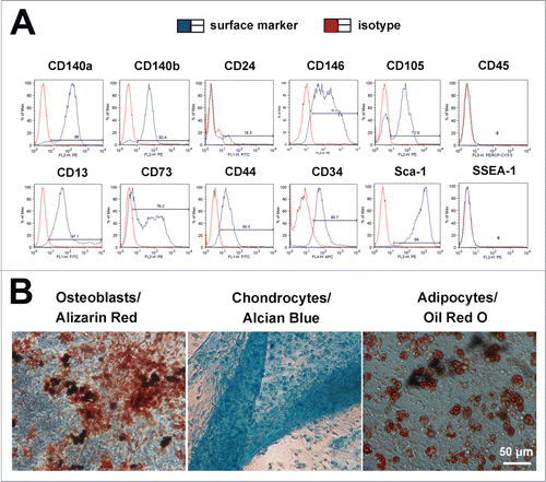 Figure 2. Characterization of Lin− cells. (A) Flow cytometry analysis indicated that Lin− cells highly expressed MSC markers, including CD140a (96%), CD140b (92.4%), CD146 (91.2%), CD105 (72.9%), CD13 (97.1%), CD73 (76.2%), CD44 (90.4%), CD34 (90.7%) and Sca-1 (99%), but were negative for CD45 and SSEA-1. (B) Alizarin Red staining revealed Lin− cells could differentiate into osteoblasts; Alcian Blue staining showed that Lin− cells could differentiate into chondrocytes; Oil Red O staining indicated that Lin− cells had the capability to differentiate into adipocytes.