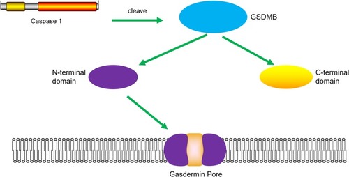 Figure 2 Cleavage of GSDMB protein by caspase-1 induces pyroptosis. Caspase-1 promotes the cleavage of GSDMB and the releasing of the N-terminal effector domain and the C-terminal inhibitory domain. The N-terminal domain oligomerizes in the cell membrane and forms pores, which leads to pyroptosis.