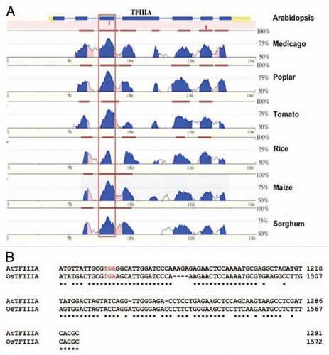 Figure 1 An example of sequence conservation between the alternative exons in a selection of plant TFIIIA genes. (A) Vista plots of pair-wise alignments between TFIIIA from Arabidopsis and its orthologue in medicago, poplar, tomato, rice maize and sorghum. The alternative exon (boxed) is the most conserved feature between Arabidopsis TFIIIA and its orthologues in other plant species. Levels of sequence identity between Arabidopsis TFIIIA and its orthologues in the six other plants species displayed are depicted as blue peaks. Brown bars signify segments that pass the alignment criteria of 70% identity over a window of 100 bp. (B) Detailed sequence alignment between the PTC containing alternative exon of Arabidopsis TFIIIA and one of the PTC containing alternative exons of rice TFIIIA—rice contains a duplication of the alternatively spliced exon (see text). Sequence identity across the alternatively splice exon is 74%. The in-frame stop codon introduced when this exon is included in the transcript is represented by red text.