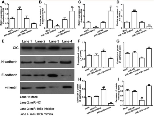 Figure 4 miR-106b promotes EMT progression of RCC cells in vitro. Notes: (A–D) mRNA levels of EMT-related proteins and CIC examined by qRT-PCR in 786-O cells transfected with miR-106b mimics, miR-106b inhibitor, or scramble miRNA. (E–I) protein levels of EMT-related proteins and CIC examined by qRT-PCR in 786-O cells transfected with miR-106b mimics, miR-106b inhibitor or scramble miRNA. **P<0.01, vs mock group.Abbreviations: CIC, capicua hohology protein; EMT, epithelial-mesenchymal transition; NC, negative control.