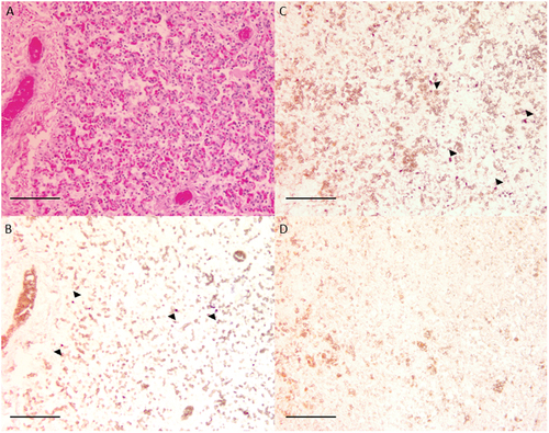 Fig. 4 In situ hybridisation of equine foetal tissue. Equine lung tissue stained with haemotoxylin and eosin (a) and a C. psittaci probe (b) revealed focal intracellular accumulations of probe similar to C. psittaci-infected avian kidney tissue (c), where arrows indicate the accumulations of the probes. Staining was not observed in the absence of C. psittaci-specific probe (d)
