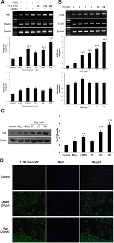 Figure 3 The effects of Hyp on Nrf2 and Bach1 in L02 cells induced by H2O2. (A) Dose-dependent effect of Hyp on the mRNA levels of Nrf2 and Bach1 in L02 cells. (B) Time-dependent effect of Hyp on the mRNA levels of Nrf2 and Bach1 in L02 cells. (C) The effects of Hyp on protein expression of Nrf2 in L02 cells. (D) The effects of Hyp on nuclear translocation of Nrf2 in L02 cells (without H2O2 treatment). H2O2: 100 μM, *P<0.05 compared with normal control cells; **P<0.05, ***P<0.01 compared with the H2O2 treated cells.