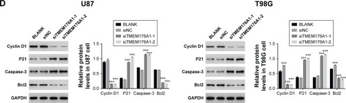 Figure 3 Knockdown of TMEM176A suppressed GBM cells growth.