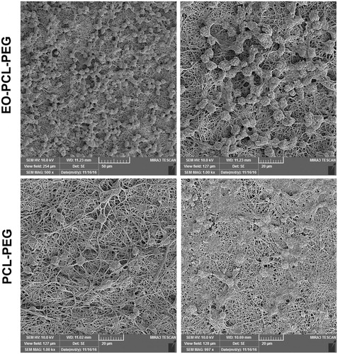 Figure 4. The influence of EO blended in PCL/PEG nanofibres on cell morphology of M1 macrophages. FE-SEM images of M1 macrophages cultured on PCL/PEG and EO-PCL/PEG nanofibres for 3 d.