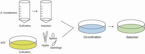 Figure 2. Basic steps of PEG-mediated transformation method.