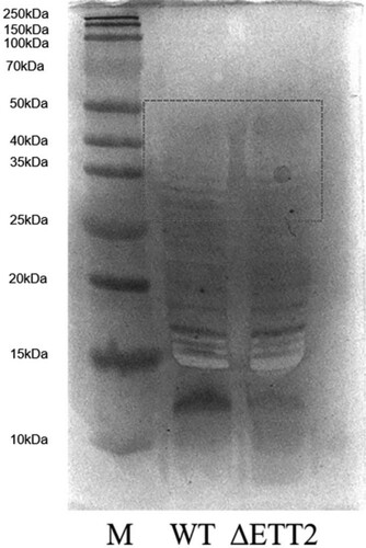 Figure 7. Extraction and detection of LPS. ΔETT2 has more than one component than WT at 35–50 kDa.