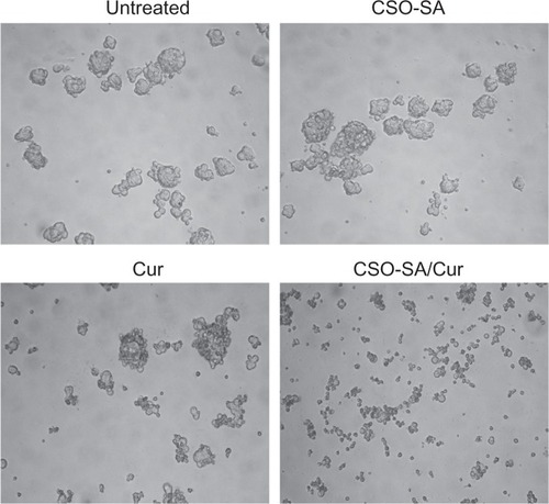 Figure 6 Effect of curcumin-loaded CSO-SA micelles on growth of primary colorectal cancer cells and formation of spheroids.Note: The size of the spheroids was visualized by microscopy after the cancer cells were exposed to the experimental treatments for 14 days.Abbreviations: Cur, curcumin; CSO-SA, stearic acid-g-chitosan oligosaccharide.