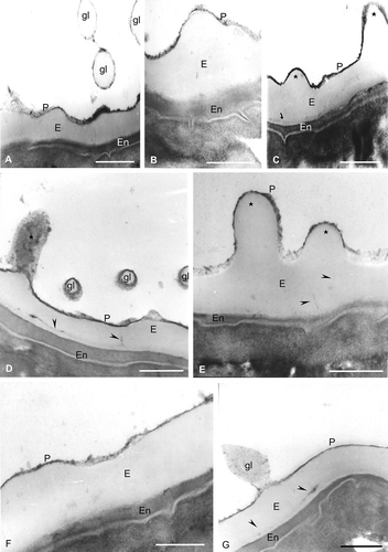 Figure 3. Spores of Hymenophyllum under TEM. Spore wall sections of Hymenophyllum tunbridgense var. cordobense from the same sporangium. The exospore (E) is compact and less contrasted than the perispore (P). In some spores, a third wall, the endospore (En), is present. A. Three globules (gl) in section, which are formed of a thin outer wall with structure and contrast similar to that of the perispore, and an inner one with contrast and structure similar to that of the exospore; the perispore (P) has regions of different contrast and thickness. B. The perispore (P) has irregular margin, different contrast and variable thickness; the endospore is present (En). C. Two processes of different height are evident (star); in the exospore (E), an inner zone with high contrast is visible (arrow); the endospore (En) is thick and highly contrasted. D. A process is seen in longitudinal section (star); three globules (gl) are visible in transversal section, which are constituted of a central body of nature and contrast similar to that of the exospore and covered by an outer layer of similar nature and contrast to that of the perispore; channels are visible in the inner region of the exospore (arrowheads); a thick endospore (En) is also visible. E. Two processes are seen also in section, with different heights (stars); in the inner zone of the exospore (E), channels are recognisable (arrowheads); the perispore (P) has an irregular margin and different contrast and thickness along its whole length; the endospore (En) margin is irregular. F. The perispore (P) has different thickness and irregular margin and the endospore (En) is highly contrasted and has a variable thickness. G. In this figure, a globule is visible (gl) that is connected to the perispore through slender threads; the globule is composed of a central body of compact nature, surrounded by a lax, less contrasted network; a highly contrasted zone is visible in the exospore (E) and in the channels (arrowheads); the endospore has irregular thickness. Scale bars – 500 nm in all figures.