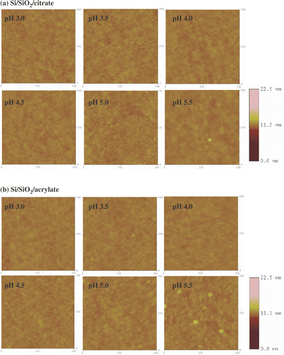 Figure 6. Tapping mode AFM images (500 nm × 500 nm) of Si/SiO2 surfaces immersed in (a) citrate- and (b) acrylate-stabilized gold nanoparticle solutions at different pHs.