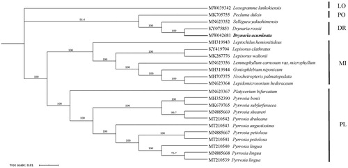 Figure 1. Maximum likelihood phylogeny reconstructed from 23 chloroplast genomes by IQ-tree. The sampling covered representatives of four subfamilies of Polypodiaceae. Loxogramme lankokiensis was selected as outgroup. DR: Drynarioideae; PO: Polypodioideae; MI: Microsoroideae; PL: Platycerioideae; LO: Loxogrammoideae.