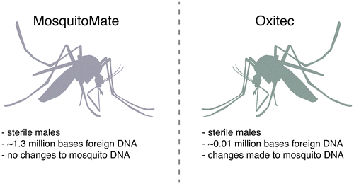 Figure 2. Public perception. The sterile males produced by MosquitoMate and Oxitec are functionally equivalent, but the difference in public perception was striking - possibly because artificial Wolbachia infection is perceived as more “natural” than editing the mosquito genome.