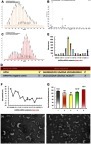 Figure 1 Preparation and characterization of designed miRNA and functional miRNA liposomes. A. Mass spectrum of DSPE-PEG2000-MAL. (B) Mass spectrum of tLyp-1. (C) Mass spectrum of DSPE-PEG2000-tLyp-1. The results demonstrate that DSPE-PEG2000-tLyp-1 is successfully synthesized. (D) The sense sequences of designed miRNA and meaningless miRNA (miRNA negative control, miRNA-NC). (E) Particle sizes of miRNA complexes in different mass ratios of (miRNA + ctDNA)/protamine in the range of 0.8–2.1. Data are presented as mean ± standard deviation (n=3). (F) Zeta potentials of miRNA complexes in different mass ratios of (miRNA + ctDNA)/protamine in the range of 0.8 −2.1. Data are presented as mean ± standard deviation (n=3). The results indicate that the complex at a mass ratio of 1.8 exhibits a stable status in viewing the suitable particle size and Zeta potential. (G) Particle sizes distributions of different formulations: 1, blank functional liposomes; 2, regular vinorelbine liposomes; 3, miRNA complexes; 4, functional vinorelbine liposomes; 5, functional miRNA liposomes. (H) Images of functional miRNA liposomes by TEM. (I) Images of functional vinorelbine liposomes by TEM.